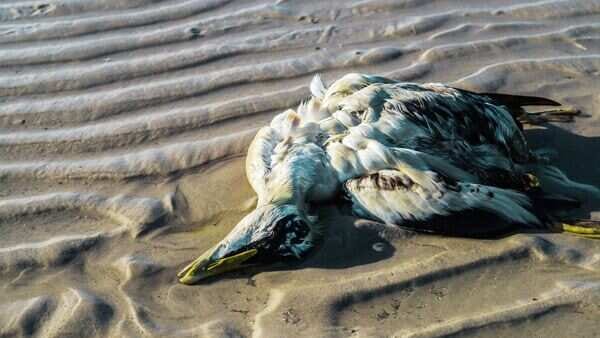 Seabird Crisis: Why California's mass seabird die-off could be more than a  temporary tragedy - The Times of India