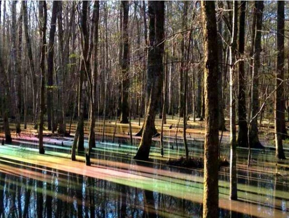 Photograph of swamp with tree trunks and rainbow stripes on the water. Photograph of swamp with tree trunks and rainbow stripes on the water.