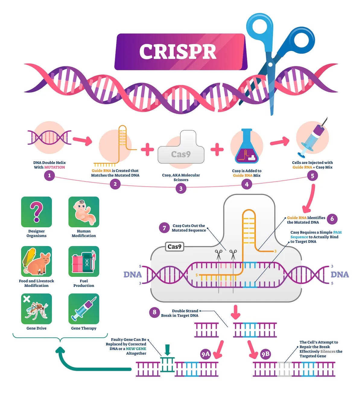 How is RNA used in CRISPR and mRNA vaccines? - BBC Science Focus Magazine How is RNA used in CRISPR and mRNA vaccines? - BBC Science Focus Magazine