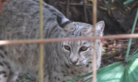 Bobcat Kitten Remains Bobcat Kitten Remains