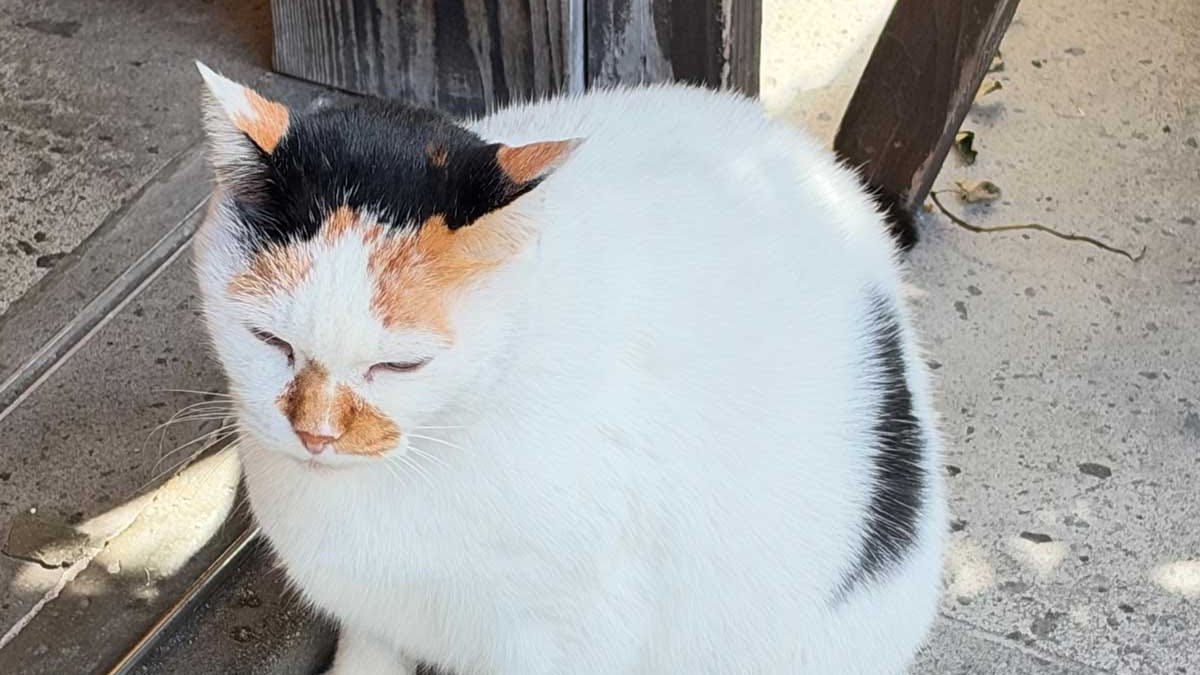 Kurokawa Onsen has 25 hot springs, but I'd go back just for this cat
