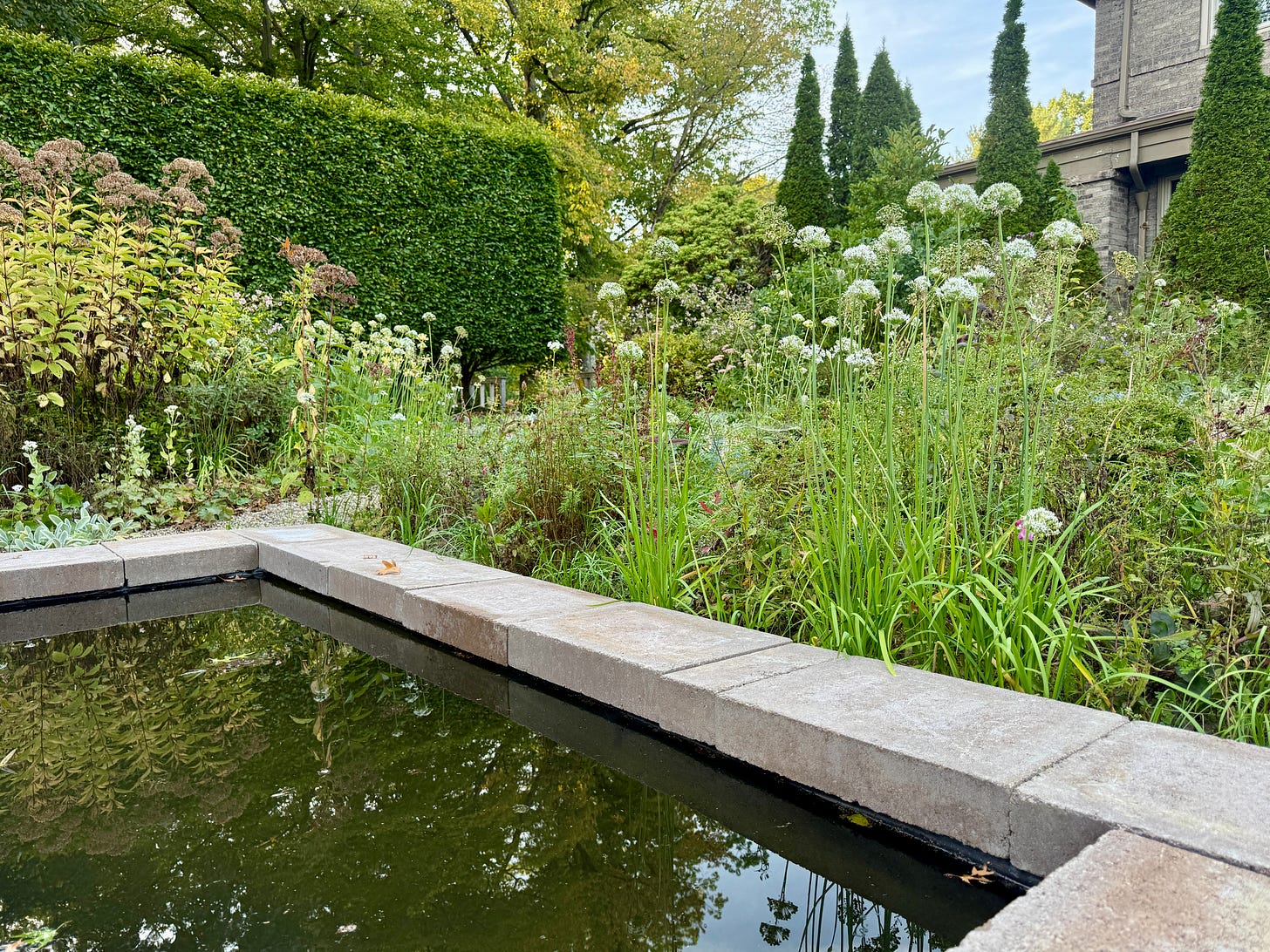 Looking back to the pleached Hornbeam hedge over the pool