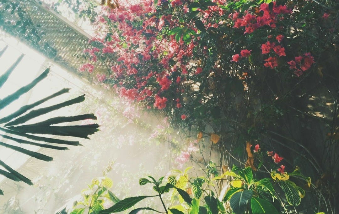 pink petaled flowers inside building
