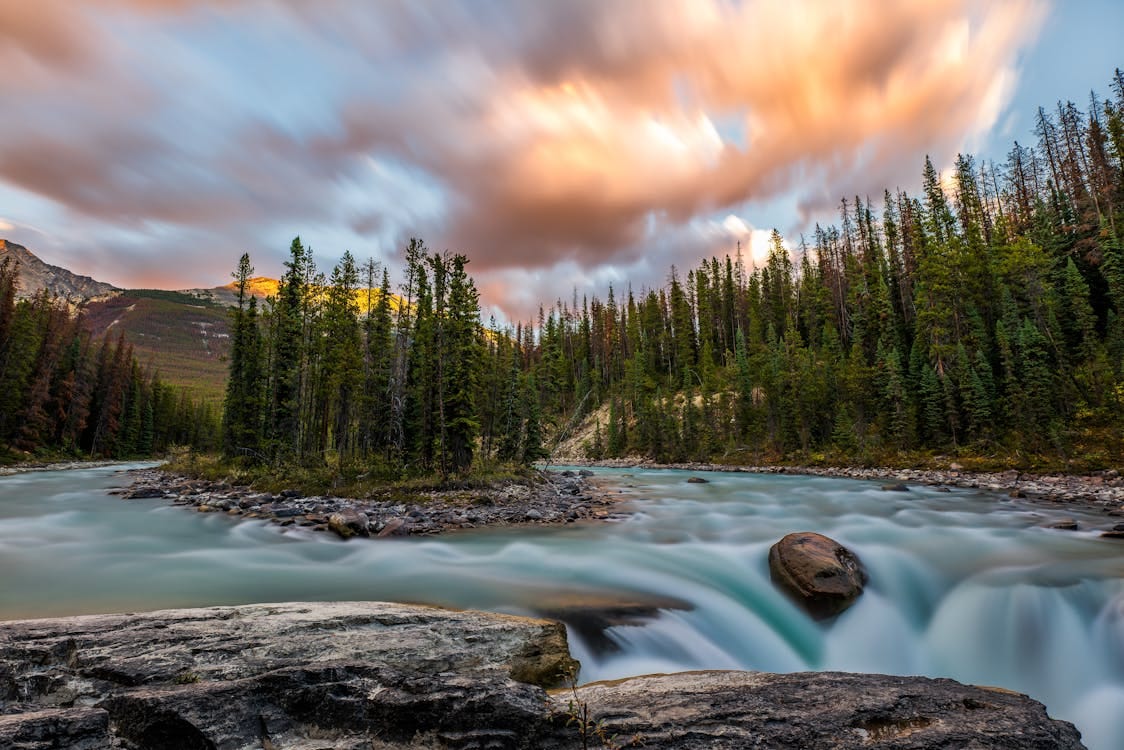 Free Green Trees Surrounded by Flowing  River Stock Photo