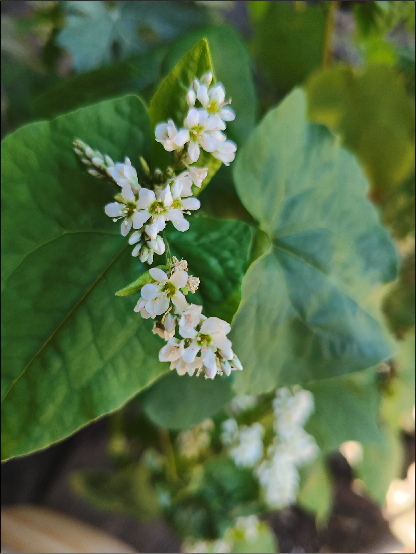 Flowering buckwheat. 