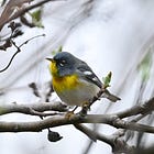 Chimney Swifts, Spring Planting & More: May Updates from the Owen Sound Field Naturalists