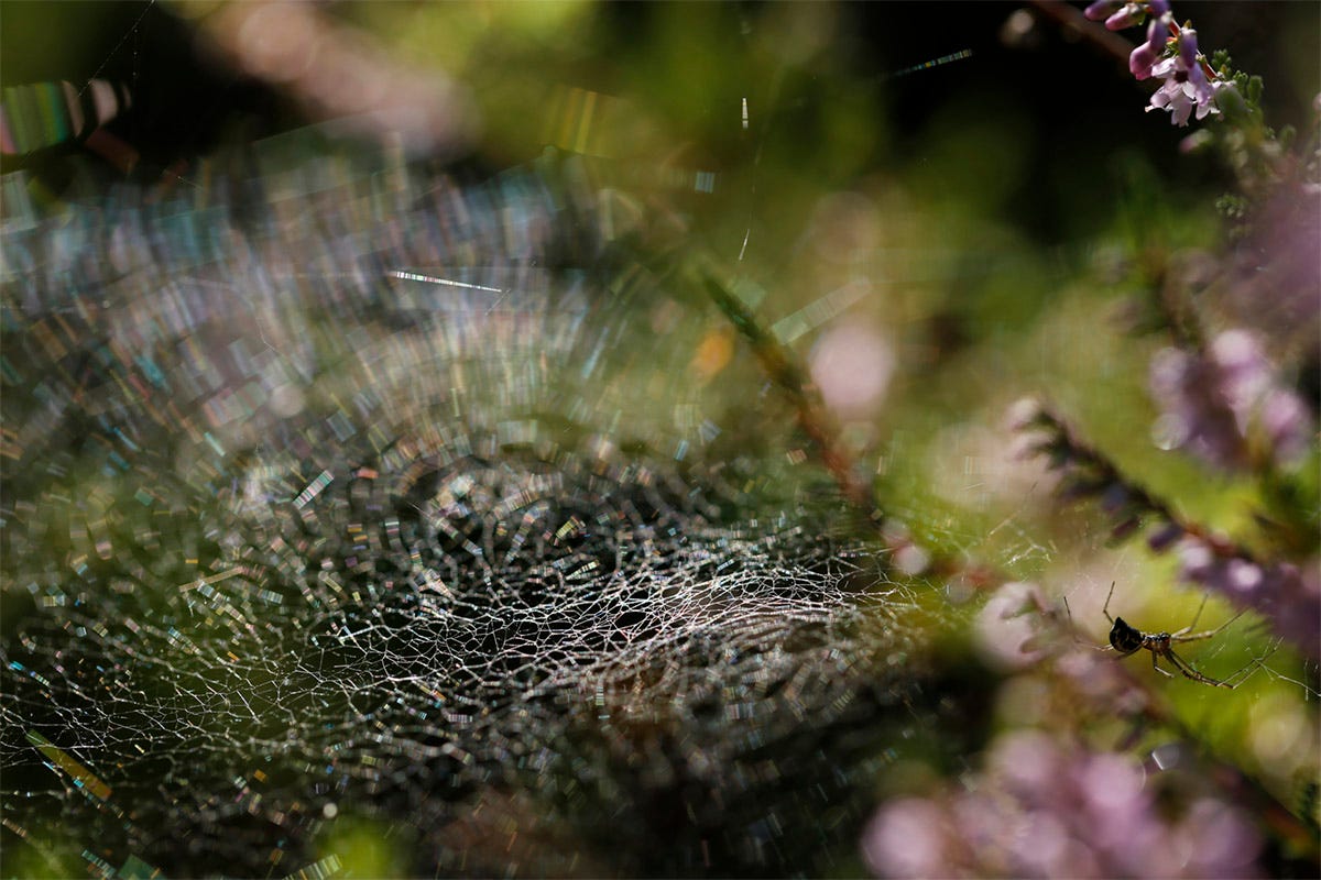 A spider waits among the flowering ling heather (Calluna vulgaris) for a visitor to its silvered fine mesh web