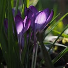 The Gentle Business Journal | 06