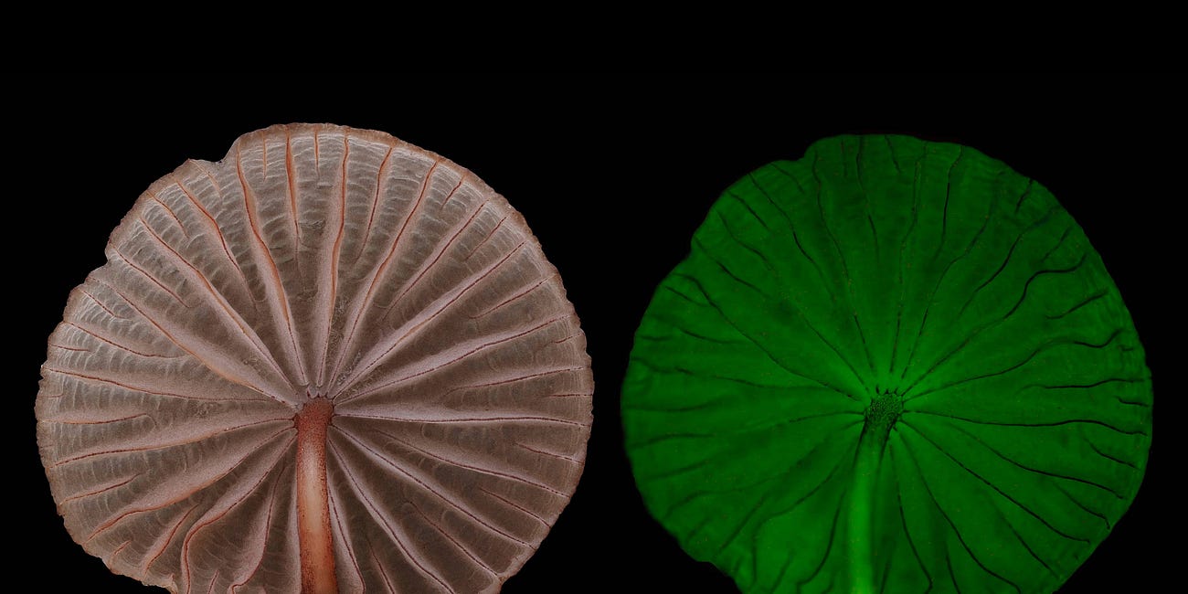 A 2023 Roundup of Malaysian Bioluminescent Fungi Finds