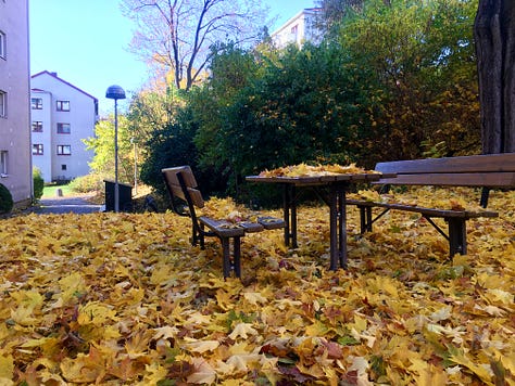 Images of vibrantly-colored autumn leaves in Oslo.