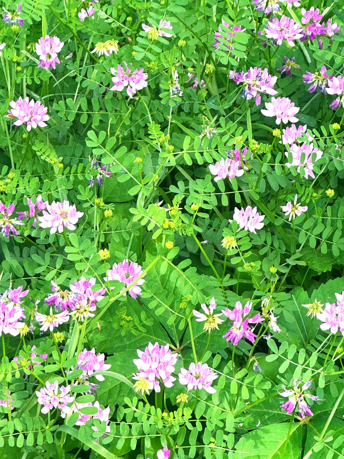 Wild flowers in purple over green Wild flowers in purple over green