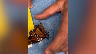 Injured monarch butterfly flies again after rare wing transplant surgery Injured monarch butterfly flies again after rare wing transplant surgery