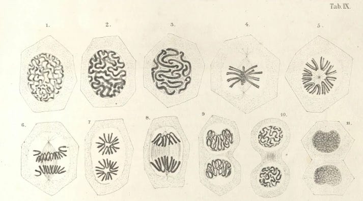 Mayzel's drawing of mitosis, progressing through the phases: anaphase 1--3, metaphase 4--5, anaphase 6--8, and finally telophase. Mayzel's drawing of mitosis, progressing through the phases: anaphase 1--3, metaphase 4--5, anaphase 6--8, and finally telophase.