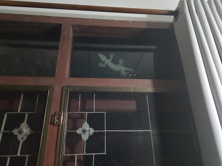A quiet residential street in Chiang Mai around dawn, followed by a tokay gecko clinging to a window in our home in Mae Rim at night.