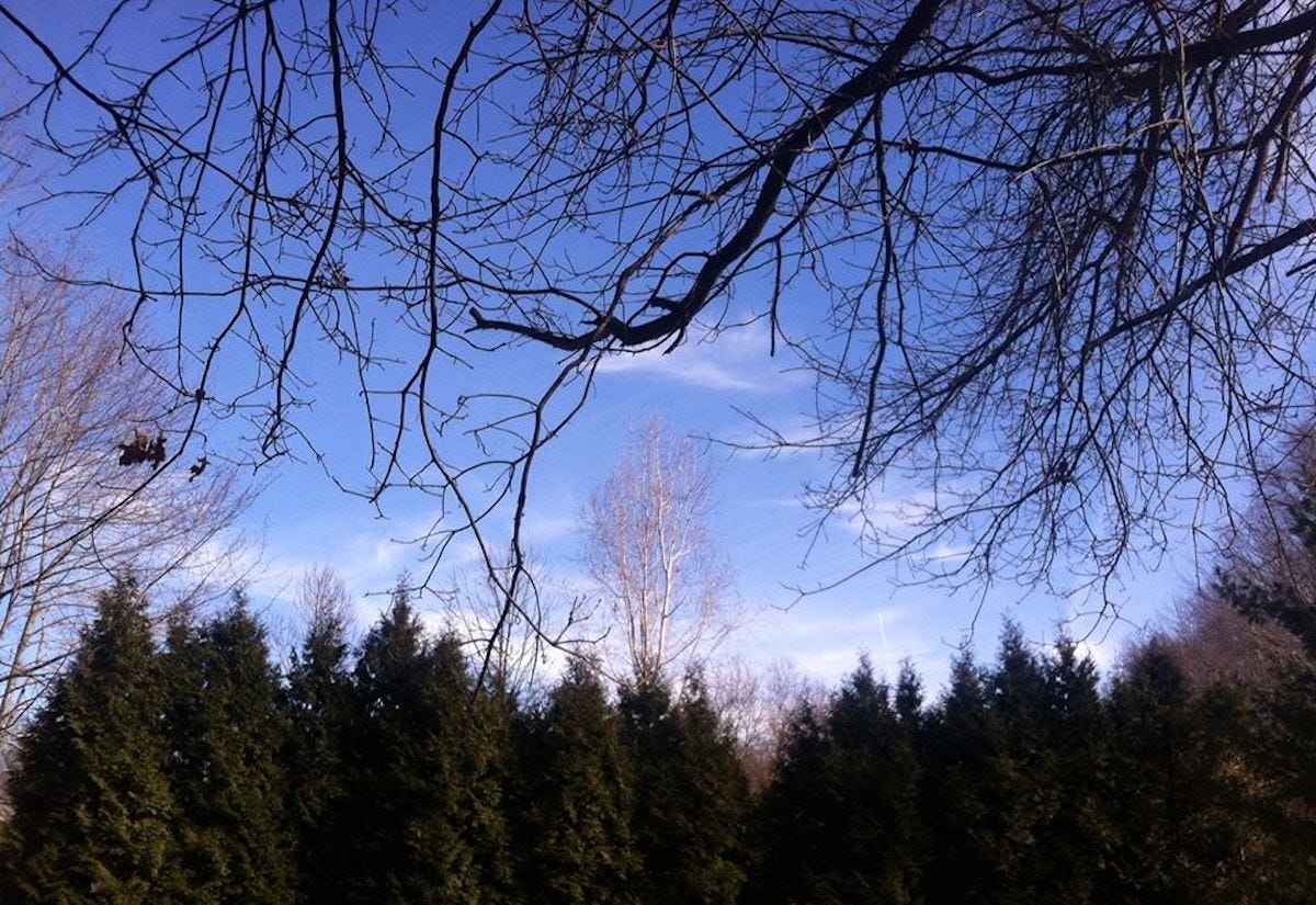 A photograph of trees in the winter time