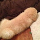 Even David Brooks Thinks Mitt Romney's 47% Comments 100% Dickish