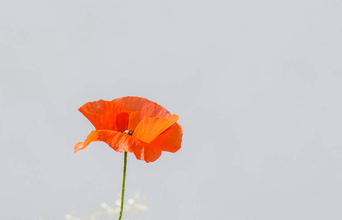 una amapola, de color rojo, recortada sobre el cielo, como si estuviese pensando
