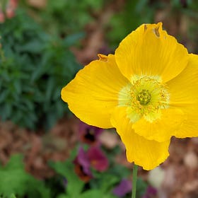 Power of Belonging: Team, Workplace and Community