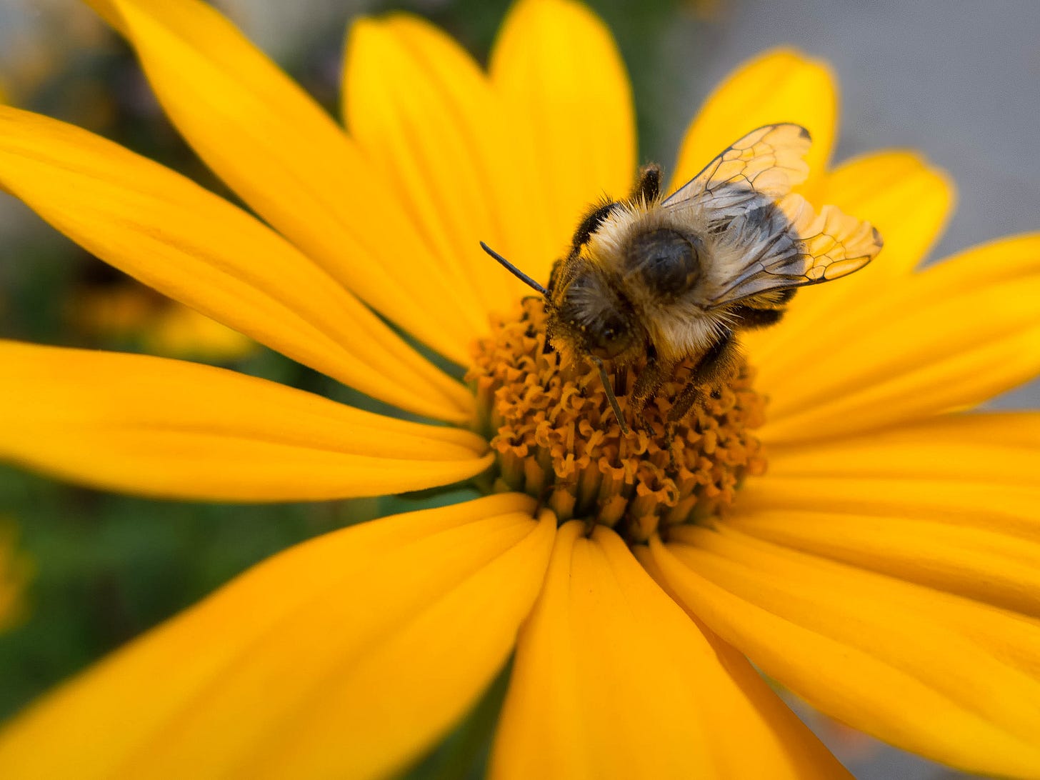 Bee in yellow spring flower