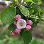 gardening at nature's pace's avatar