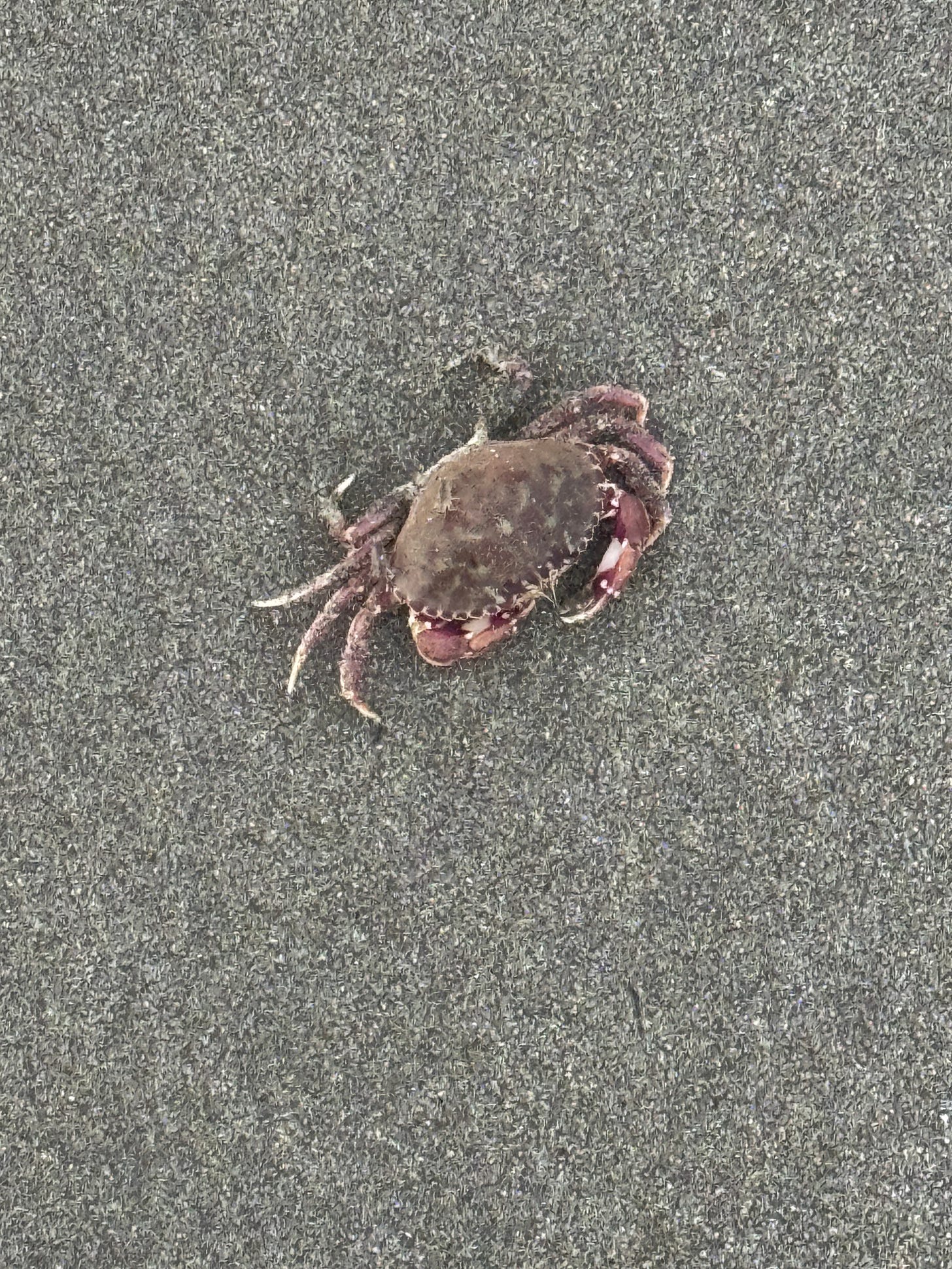 sand, a small red crab in the center