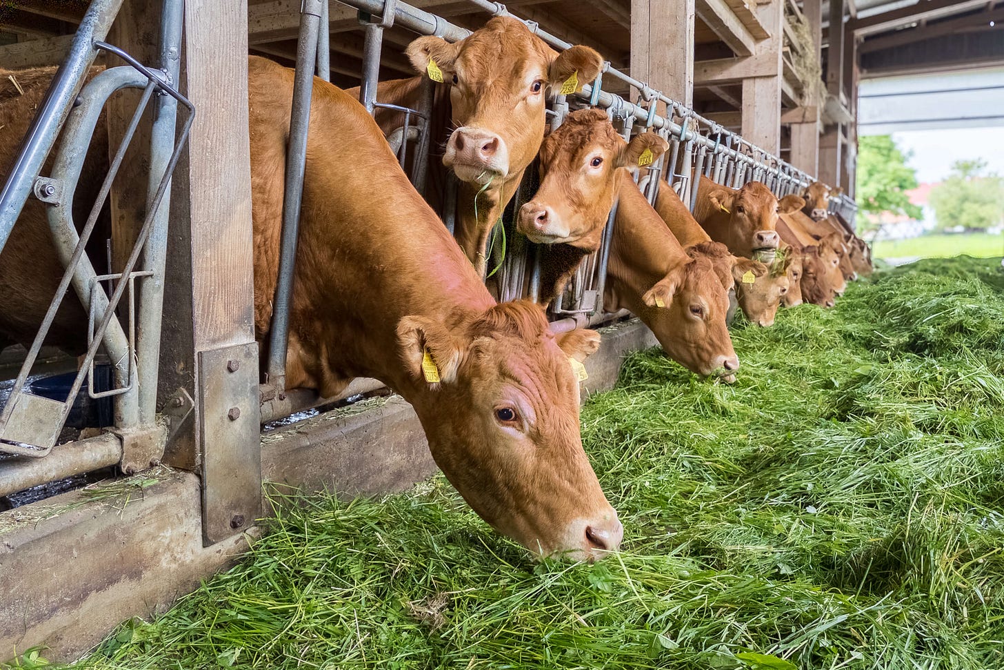 Mehrere braune Kühe fressen frisches, grün leuchtendes Gras aus einer langen Futterrinne in einem offenen Stall. Die Tiere stecken ihre Köpfe durch Metallfressgitter; einige blicken direkt in die Kamera. Tageslicht fällt von rechts in den Stall und beleuchtet das dichte Grasbett am Boden.