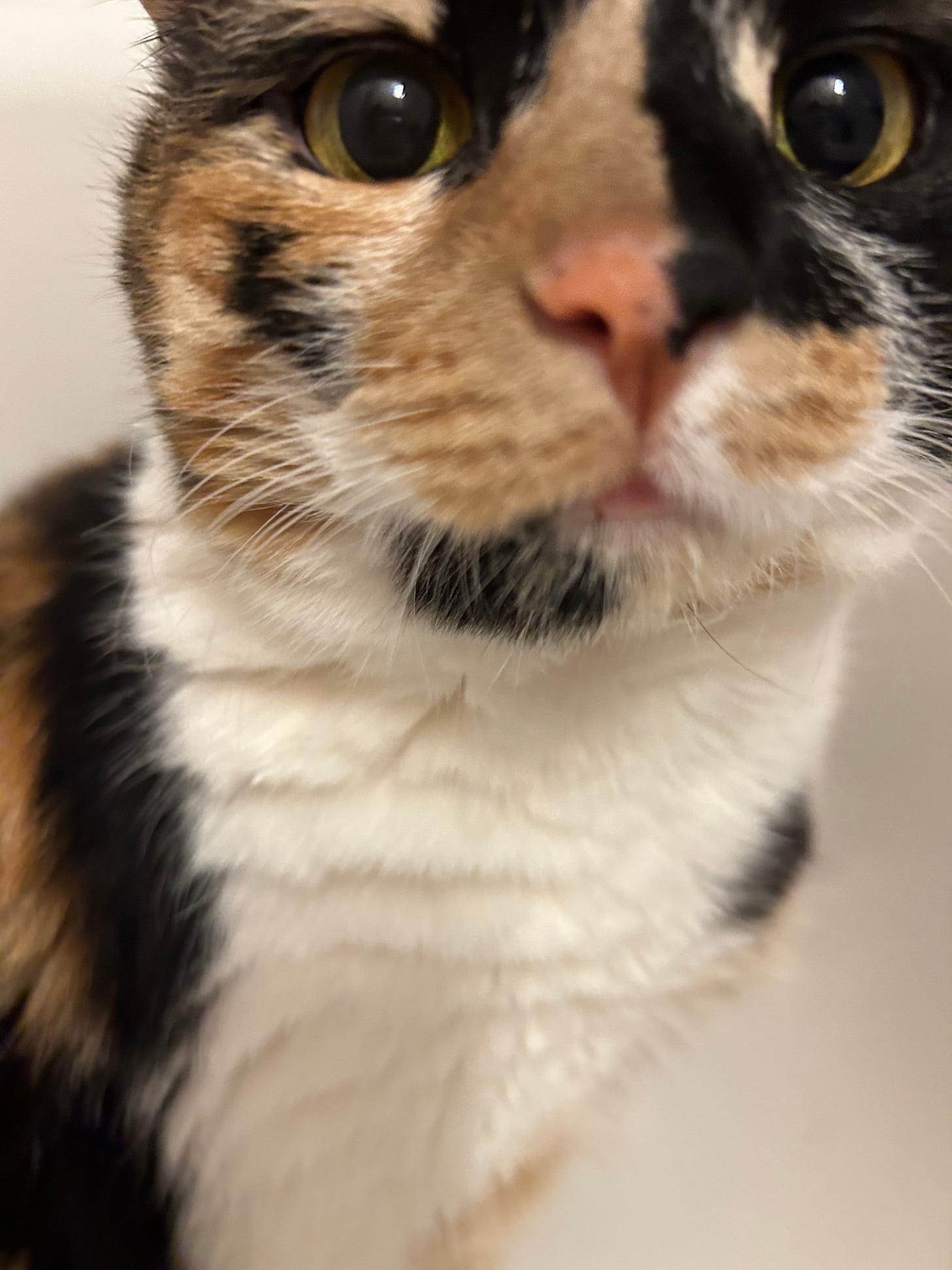 Closeup photo of the face of the sweetest calico cat you could ever possibly meet.