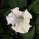Plant Magic and other musings 