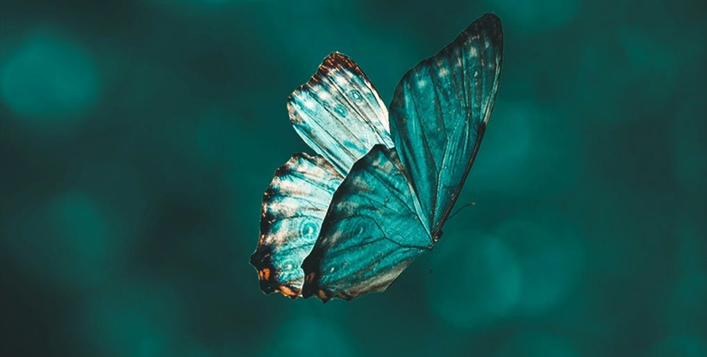blue and black butterfly in close up photography