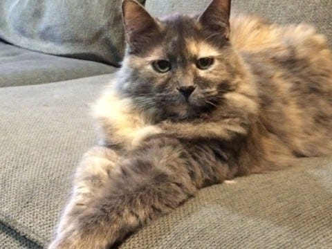Aria Heartworm Disease in Cats Aria Heartworm Disease in Cats