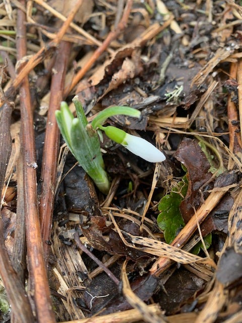 a single snowdrop rises from the cold soil
