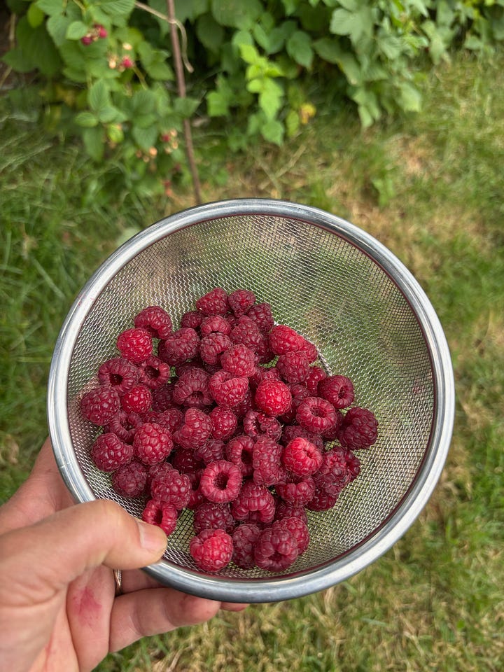 raspberries and flowers from the garden