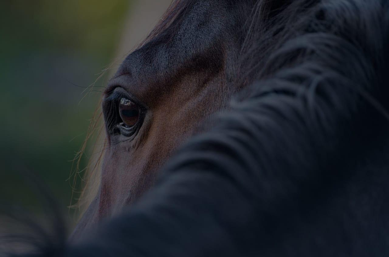 The rider, the substance, or the system? The rider, the substance, or the system?
