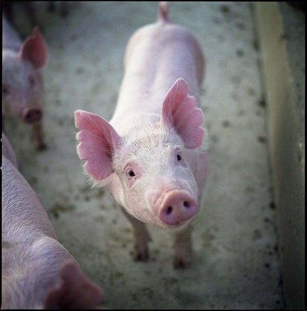 Who Is Running the Show?