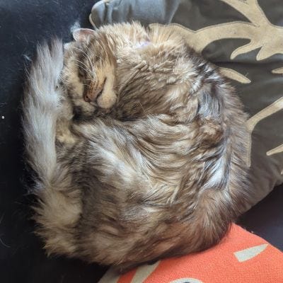 Dogs, Cats, and Lizards Napping