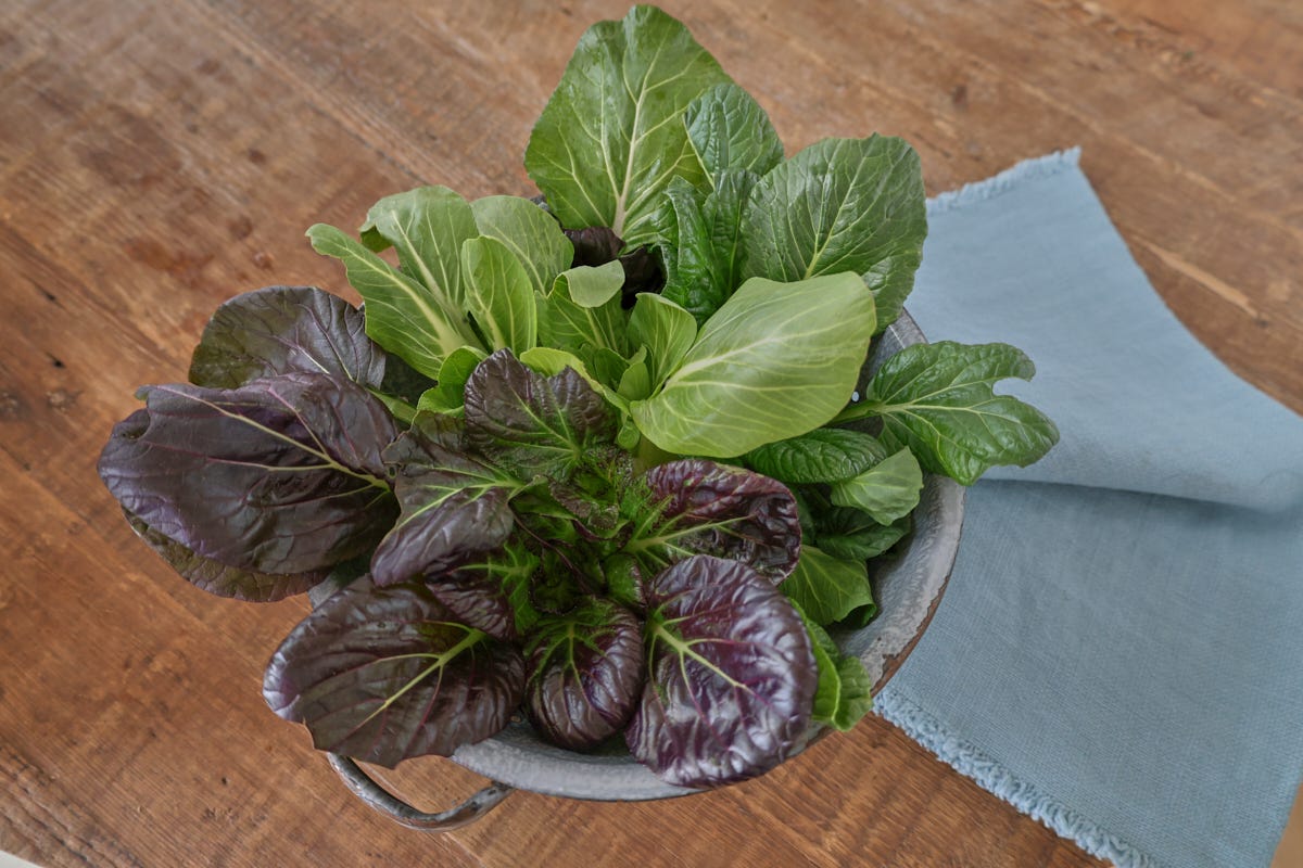 bok choy in a colander with a napkin bok choy in a colander with a napkin