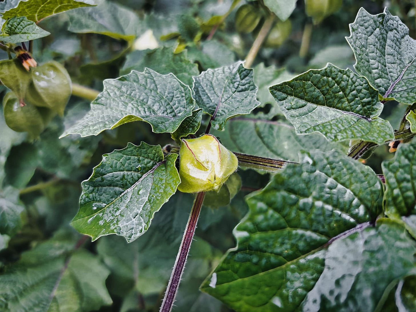ground cherries