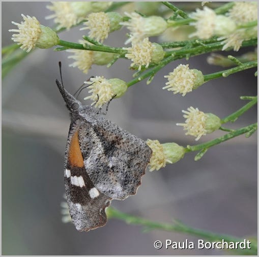 American Snout Butterfly on Blooming Desert Broom