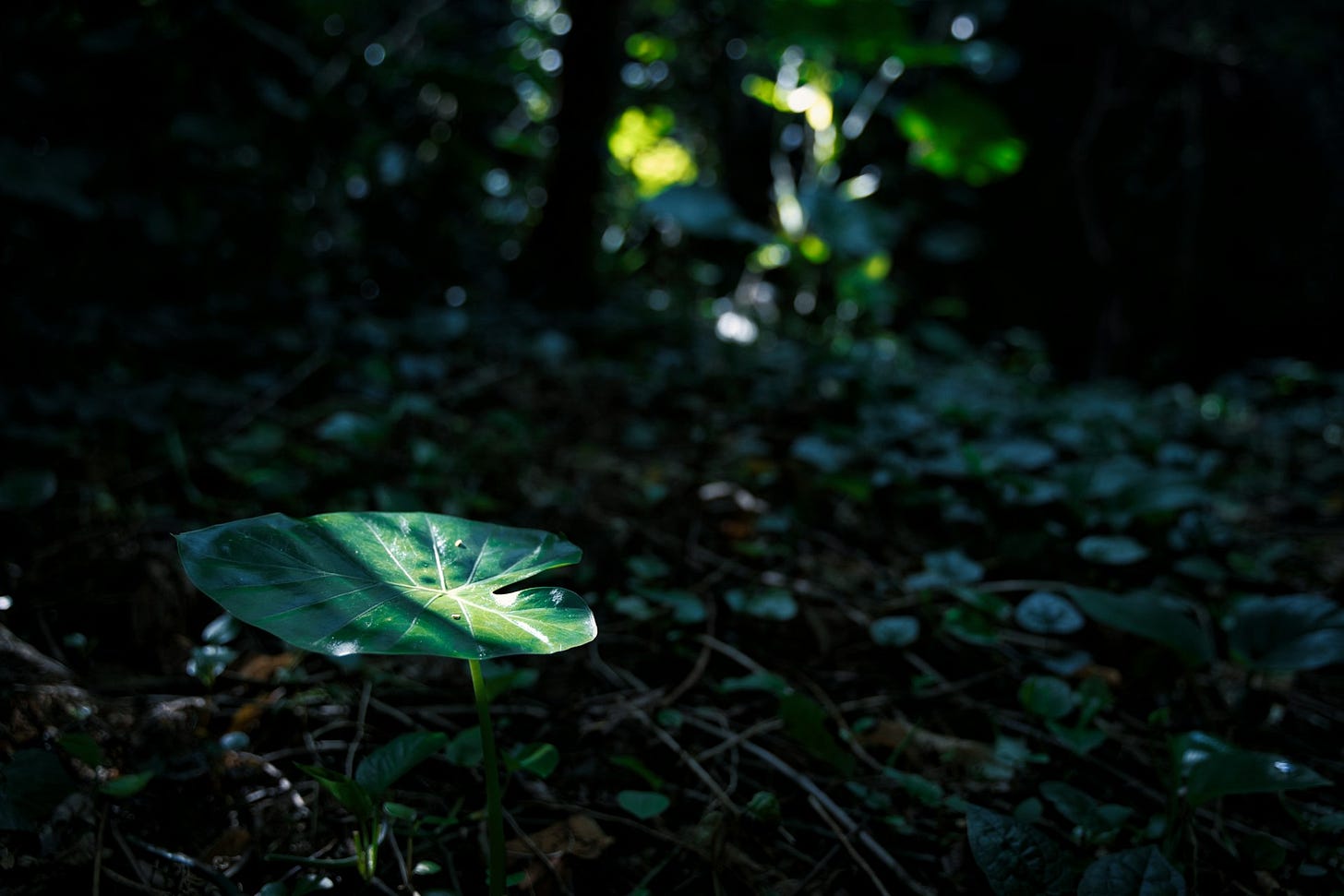dark green leaves grow densely on a shadowed forest floor, a single patch of sunlight falls on one larger heart-shaped leaf in the lower left of the photo