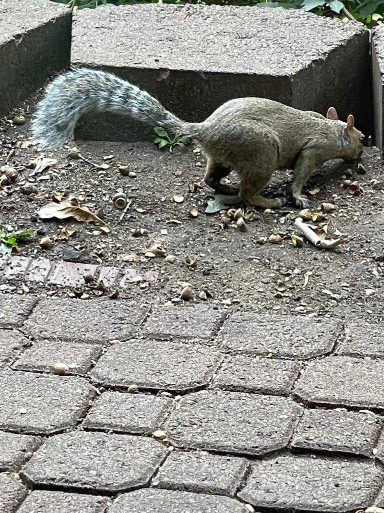 A squirrel with a tail on a ground

Description automatically generated