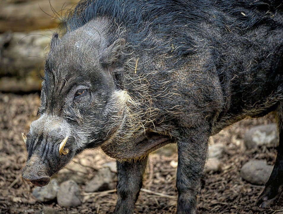 Maiale Verrucoso Visayan Cinghiale - Foto gratis su Pixabay