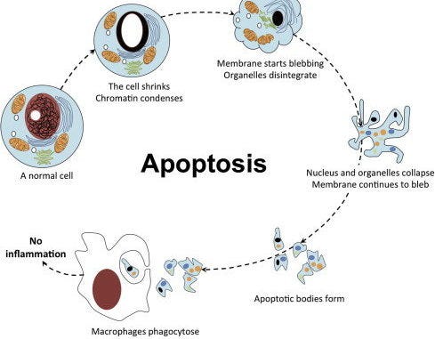 Apoptosis (Programmed cell death) Cell Biology
