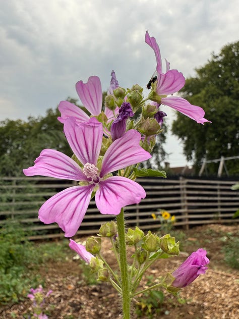 L-R: Mallow, Salvia, Nicotiana, Zinnia, Red Valerian, Sedum