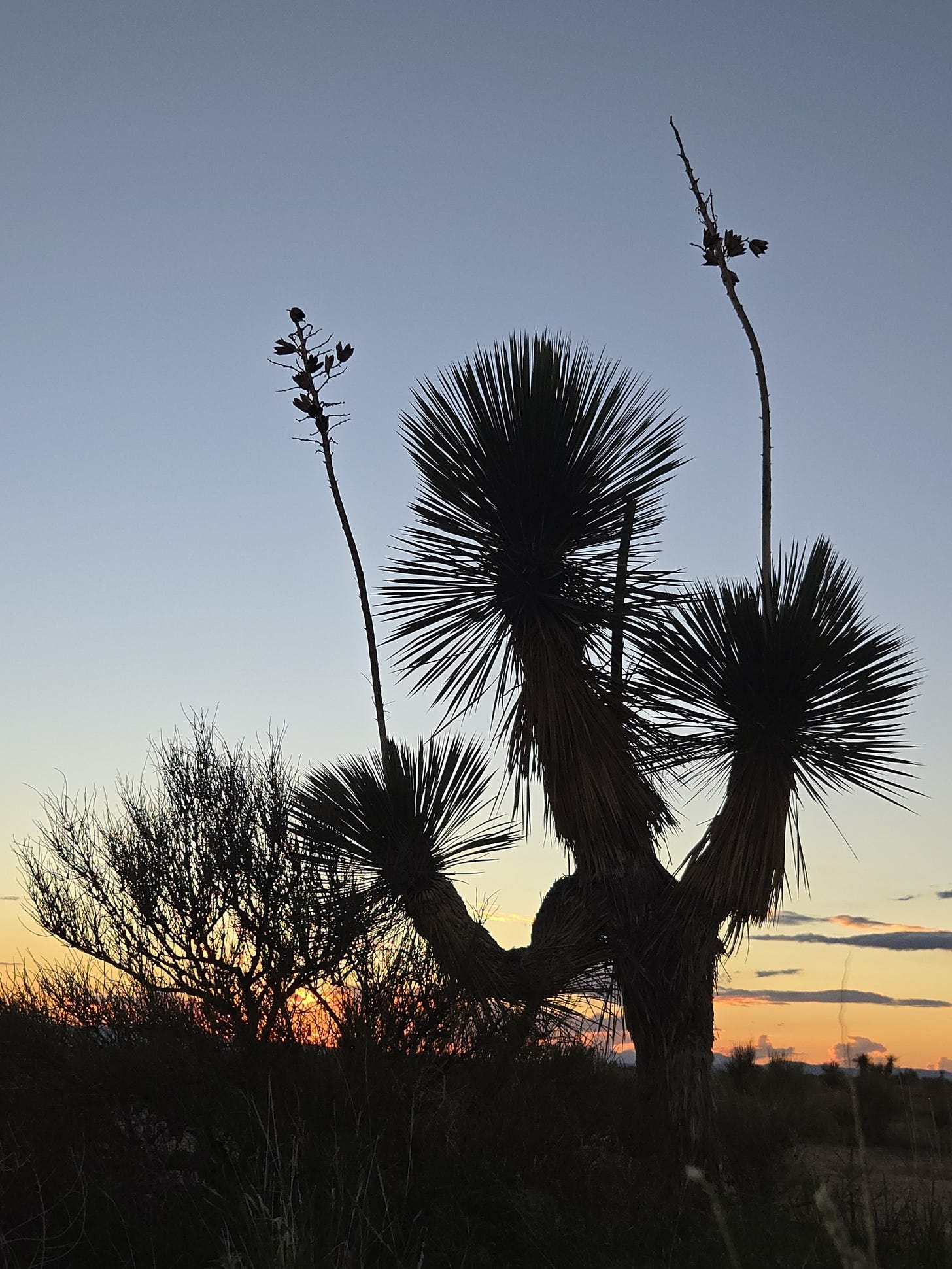 Silhouette of a multi-branched spiky yucca elata with spent flower stalks holding dried fruit.