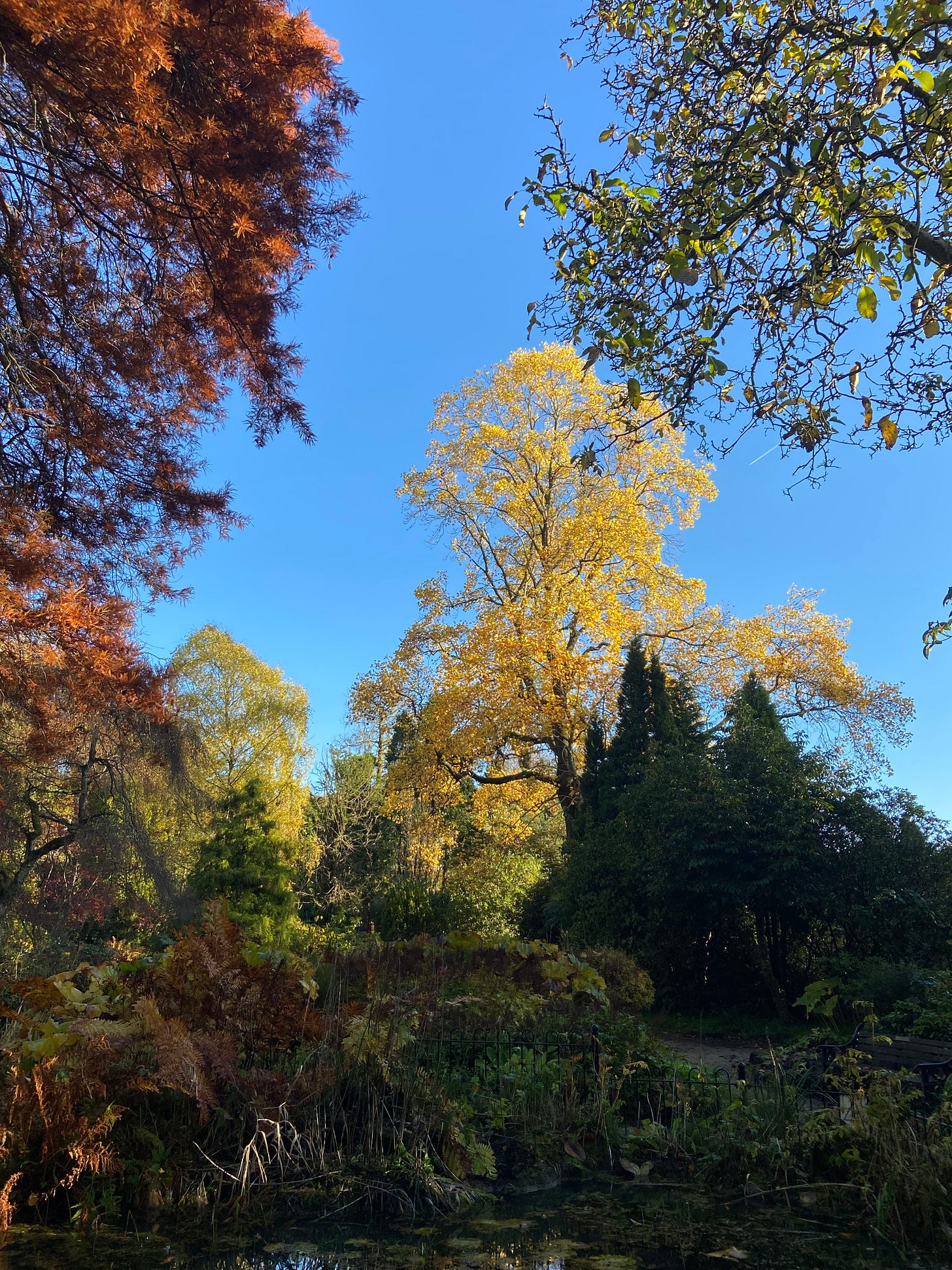 Fletcher Moss Botanical Garden