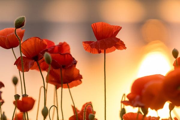 Tall Poppy Syndrome is impacting corporations, and it's not just a women's  issue - The Globe and Mail