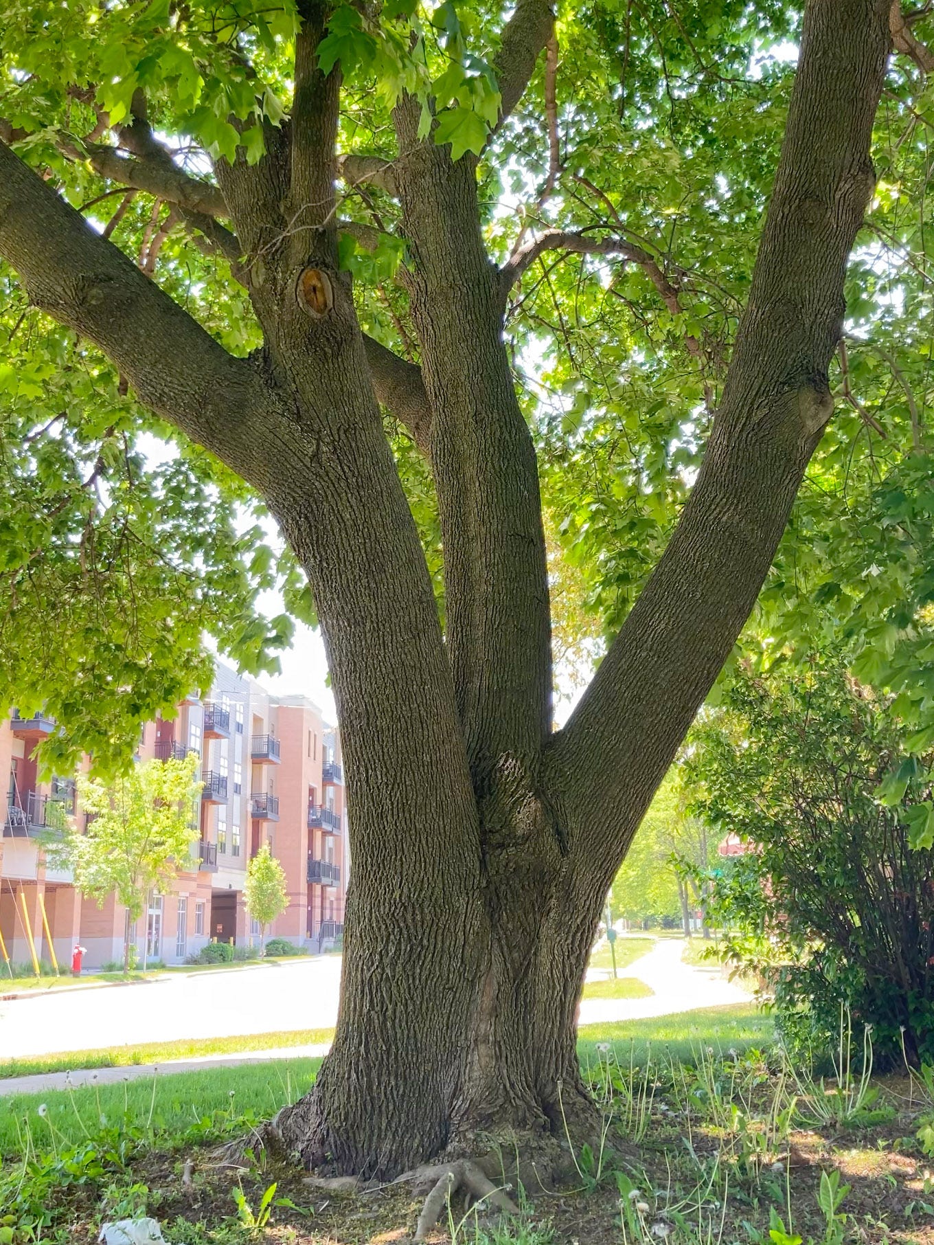 Three broad tree stems emanating from a low trunk Three broad tree stems emanating from a low trunk
