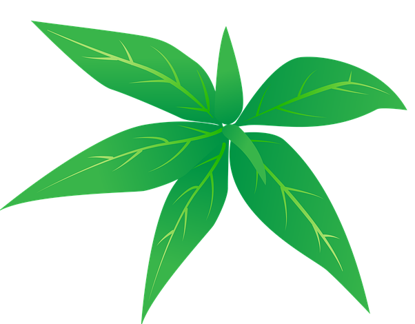 Andrographis, Powerhouse Herb for Cancer, Lyme, Inflammation, Colds and Flu