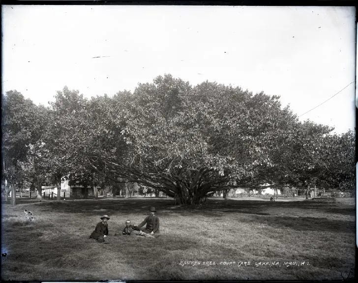 ID: Very old photo of the Lahaina banyan, looking like an oversized shrub ID: Very old photo of the Lahaina banyan, looking like an oversized shrub