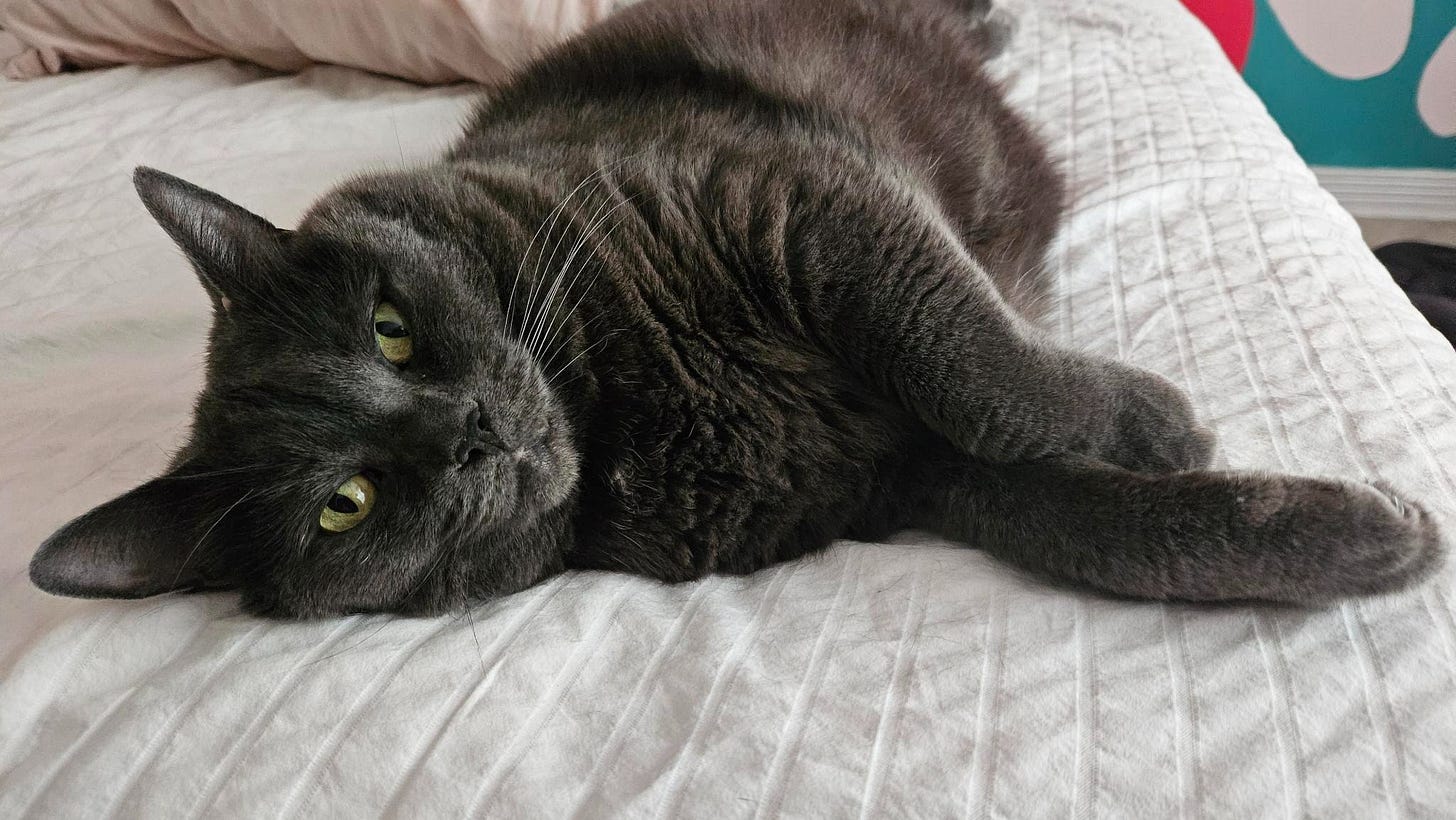 a close up of kafka, a deep grey cat with bright green eyes as she lounges on a white bed without a care in the world